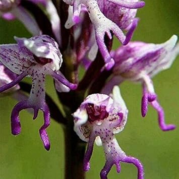 Purple Orchis Italica Flower seeds for Planting Cottage Garden Essential Heirloom & GMO Free Seeds for Home Garden
Sale seeds for home garden planting