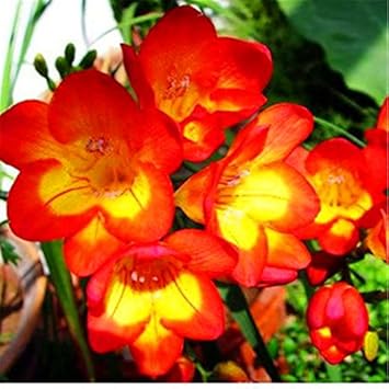 Yellow Orange Freesias Flower seeds for Planting - Fragrant Blossoms, Heirloom & GMO Free Seeds for Home Garden
Sale seeds for planting in home garden