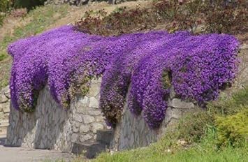 Purple Cress Flower seeds for Planting - Fragrant Blossoms, Heirloom & GMO Free Seeds for Home Garden
Sale for planting in home garden.