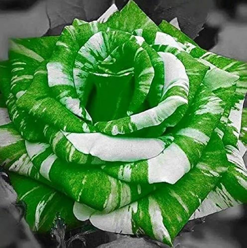 White Green Rose Flower Seeds for Planting – Heirloom, Non-GMO, Hardy Garden Variety Seeds