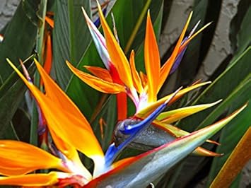 Bird of Paradise Flower seeds for Planting - Drought Tolerant, Heirloom & GMO Free Seeds for Home Garden
Sale for planting in home garden