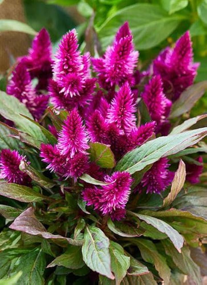 Purple Celosia Spicata Flower seeds for Planting - Easy to Grow, Heirloom & GMO Free Seeds for Home Garden