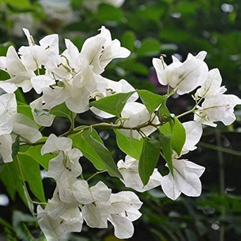 White Bougainvillea Kousa Flower seeds for Planting - Easy to Grow, Heirloom & GMO Free Seeds for Home Garden
Sale for planting in home garden.
