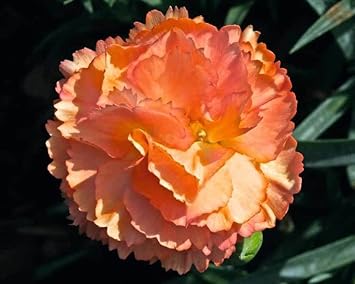Light Orange Carnation Flower seeds for Planting - Wildflower Mix, Heirloom & GMO Free Seeds for Home Garden
Sale for planting in home garden.
