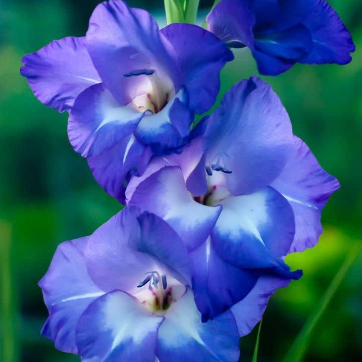 Blue Gladiolus Flower seeds for Planting Wildflower Mix Heirloom & GMO Free Seeds for Home Garden
Sale seeds for home garden planting