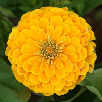 Yellow Zinnia Elegans Flower seeds for Planting - Premium Quality, Heirloom & GMO Free Seeds for Home Garden
Sale for planting in home garden.