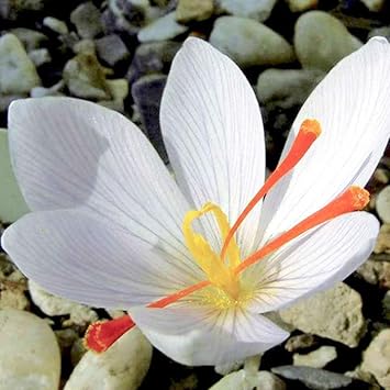 White Crocus Flower seeds for Planting - Premium Quality, Heirloom & GMO Free Seeds for Home Garden
Sale for planting in home garden.