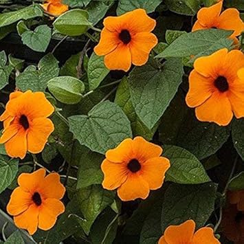 Orange Thunbergia Flower seeds for Planting - Hardy Variety, Heirloom & GMO Free Seeds for Home Garden
Sale for planting in home garden