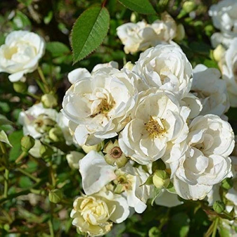White Rose Flower seeds for Planting Sun Loving Heirloom & GMO Free Seeds for Home Garden