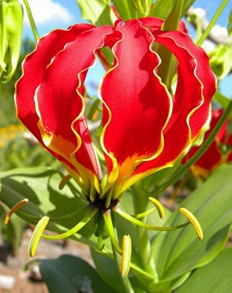 Flamme Lilien Flower seeds for Planting - Compact Growth, Heirloom & GMO Free Seeds for Home Garden