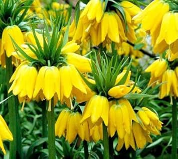 Yellow Imperial Crown Flower seeds for Planting - Pollinator Friendly, Heirloom & GMO Free Seeds for Home Garden
Sale for planting in home garden.