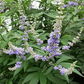Vitex Agnus Flower seeds for Planting - Vibrant Colors, Heirloom & GMO Free Seeds for Home Garden
Sale seeds for home garden