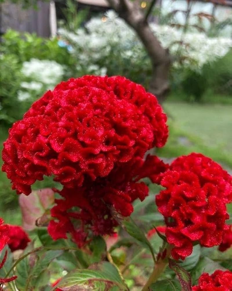 Cockscomb Seeds for Planting Celosia Cristata flower bed tropical border