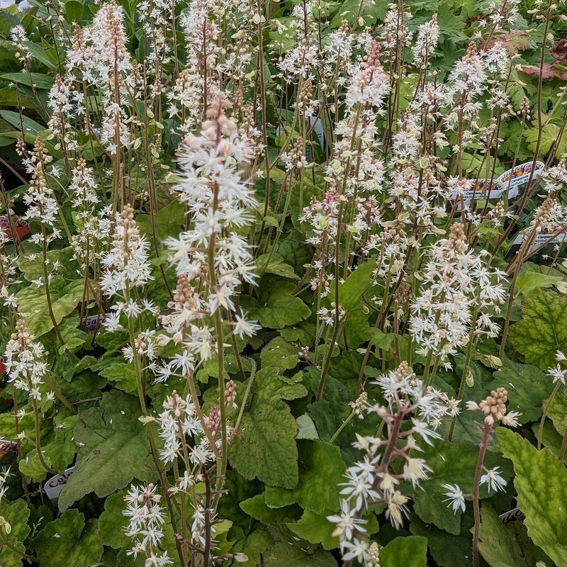 White Tiarella Wherryi Flower seeds for Planting - Low Maintenance, Heirloom & GMO Free Seeds for Home Garden