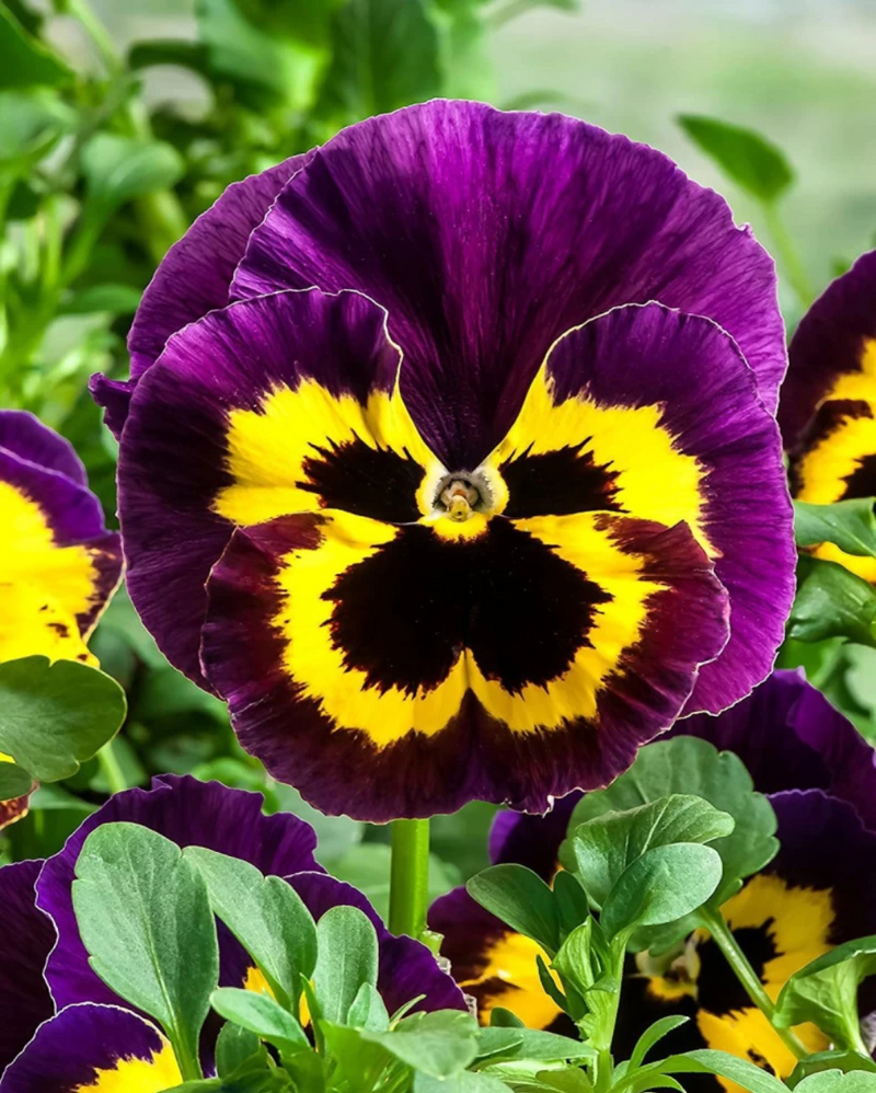 Pansies Flower seeds for Planting Easy to Grow Heirloom & GMO Free Seeds for Home Garden