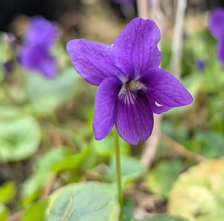 Viola Yedoensis Flower seeds for Planting Premium Quality Heirloom & GMO Free Seeds for Home Garden