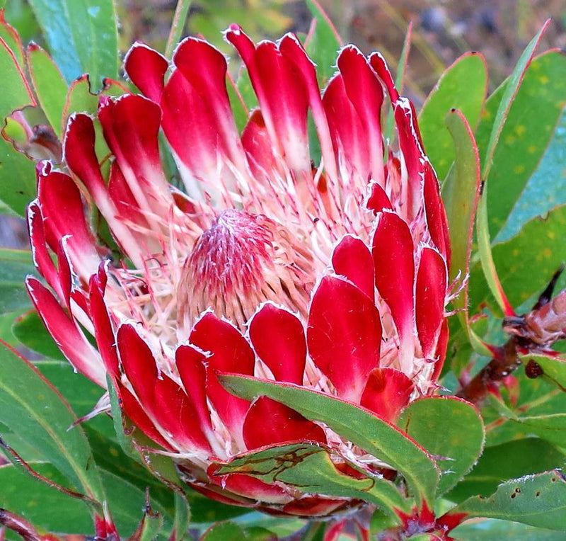 Cynaroides Flower seeds for Planting Easy to Grow Heirloom & GMO Free Seeds for Home Garden
Sale