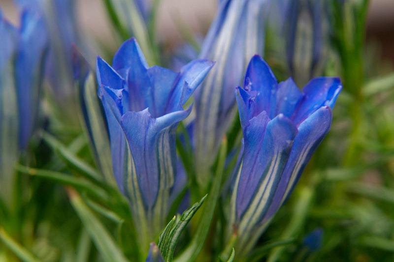 Violet Gentian Flower Seeds Premium Quality Heirloom & GMO Free Seeds for Home Garden
Sale