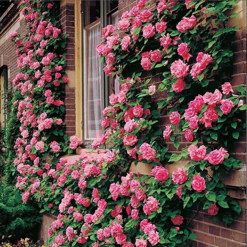 Climbing Flower seeds for Planting Cut Flower Favorite Heirloom & GMO Free Seeds for Home Garden