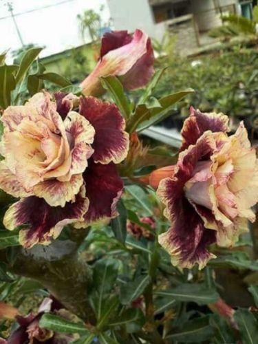 Cream Maroon Rose Flower Seeds for Planting Colorful Display Heirloom & GMO Free Seeds for Home Garden
Sale