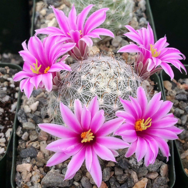 Mammillaria Flower seeds for Planting - Easy to Grow, Heirloom & GMO Free Seeds for Home Garden