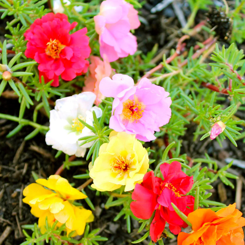 Moss Rose Flower seeds for Planting Perfect for Borders Heirloom & GMO Free Seeds for Home Garden