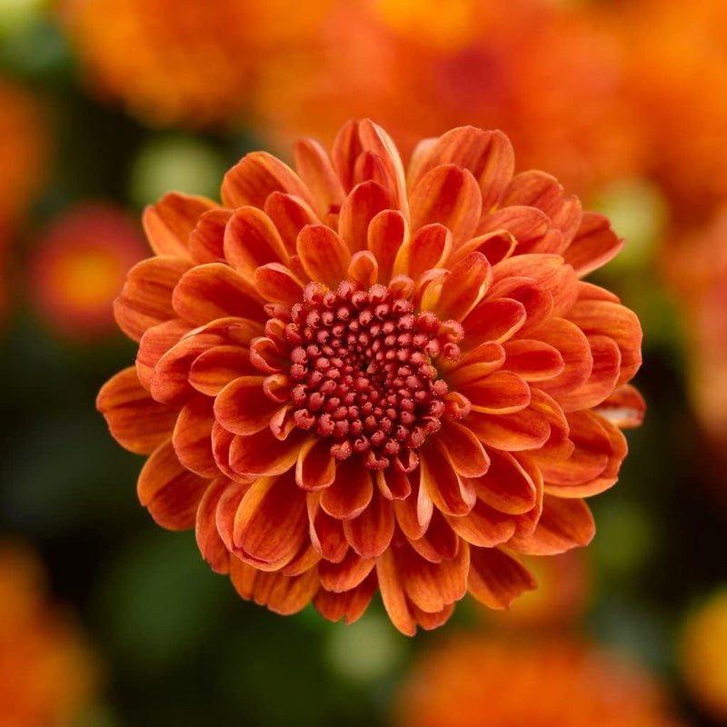 Deep Orange Chrysanthemum Flower seeds for Planting - Sun Loving, Heirloom & GMO Free Seeds for Home Garden
Sale for planting in home garden.