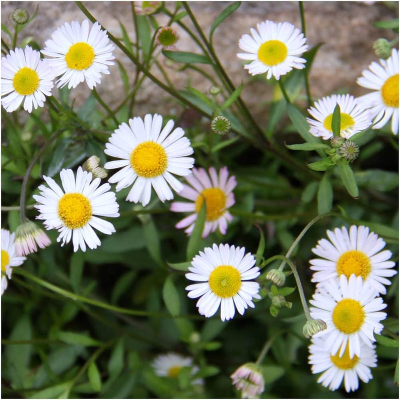 Mixed Karvinskianus Profusion Flower seeds for Planting - Perfect for Borders, Heirloom & GMO Free Seeds for Home Garden
Sale for planting in home garden