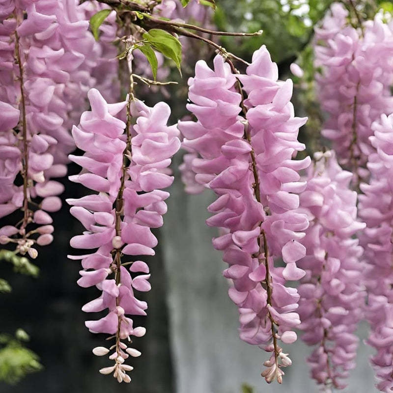 Pink Wisteria Flower seeds for Planting - Bright Blooms, Heirloom & GMO Free Seeds for Home Garden
Sale for planting in home garden.