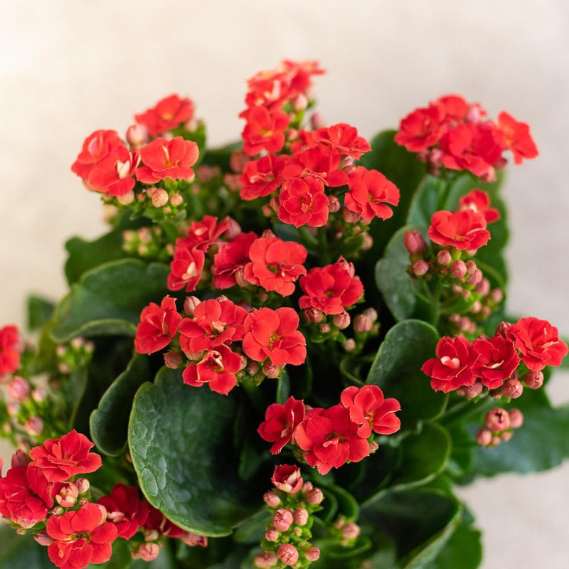Red Kalanchoe Humilis Flower seeds for Planting - Low Maintenance, Heirloom & GMO Free Seeds for Home Garden
Sale for planting in home garden.