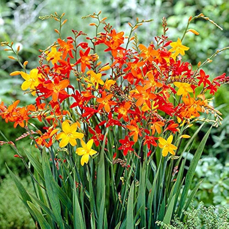 Crocosmia Flower seeds for Planting - Wildflower Mix, Heirloom & GMO Free Seeds for Home Garden
Sale seeds for planting in home garden