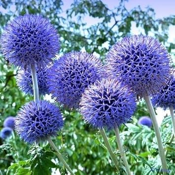 Blue Echinops Ritro Flower seeds for Planting - Premium Quality, Heirloom & GMO Free Seeds for Home Garden
Sale for planting in home garden.