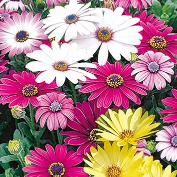 Mixed Osteospermum Flower seeds for Planting - Compact Growth, Heirloom & GMO Free Seeds for Home Garden
Sale for planting in home garden
