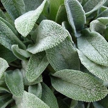 Green Lambs Ear Flower seeds for Planting - Shade Tolerant, Heirloom & GMO Free Seeds for Home Garden
Sale for planting in home garden.