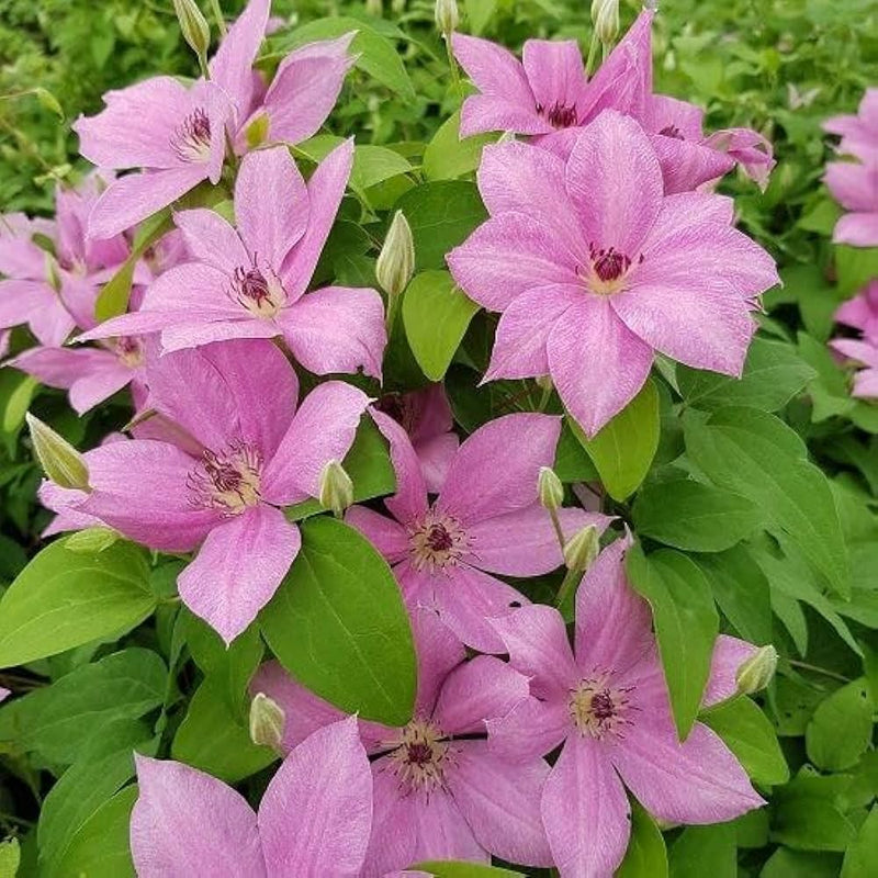 Clematis Baby Pink Flower seeds for Planting - Perfect for Borders, Heirloom & GMO Free Seeds for Home Garden
Sale for planting in home garden.