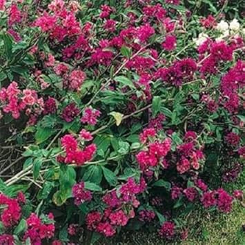 Pink Clarkia Flower seeds for Planting - Compact Growth, Heirloom & GMO Free Seeds for Home Garden
Sale for planting in home garden.