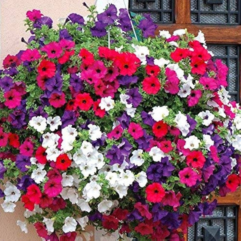 Dekorly Flower seeds for Planting - Fragrant Blossoms, Heirloom & GMO Free Seeds for Home Garden