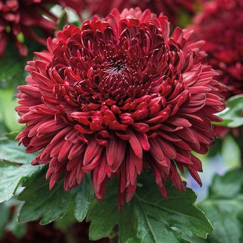 Maroon Red Chrysanthemum Flower seeds for Planting - Wildflower Mix, Heirloom & GMO Free Seeds for Home Garden