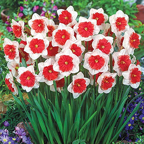 White Red Double Narcissus Flower Seeds for Planting Colorful Display Heirloom & GMO Free Seeds for Home Garden
Sale