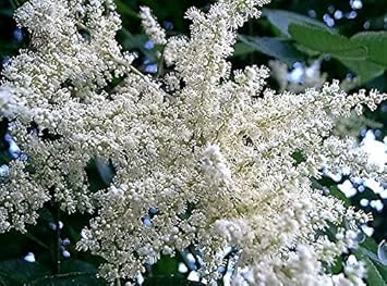White Sumac Flower seeds for Planting - Drought Tolerant, Heirloom & GMO Free Seeds for Home Garden
Sale seeds for planting in home garden