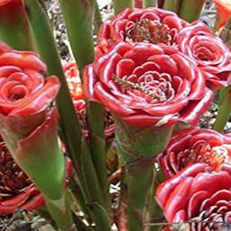 Red Green Torch Ginger Flower seeds for Planting - Easy to Grow, Heirloom & GMO Free Seeds for Home Garden
Sale seeds for home garden