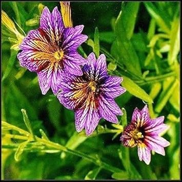 Purple Salpiglossis Flower seeds for Planting - Garden Favorite, Heirloom & GMO Free Seeds for Home Garden
Sale seeds for planting in home garden