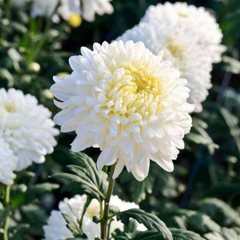 White Chrysanthemum Flower seeds for Planting - Cut Flower Favorite, Heirloom & GMO Free Seeds for Home Garden