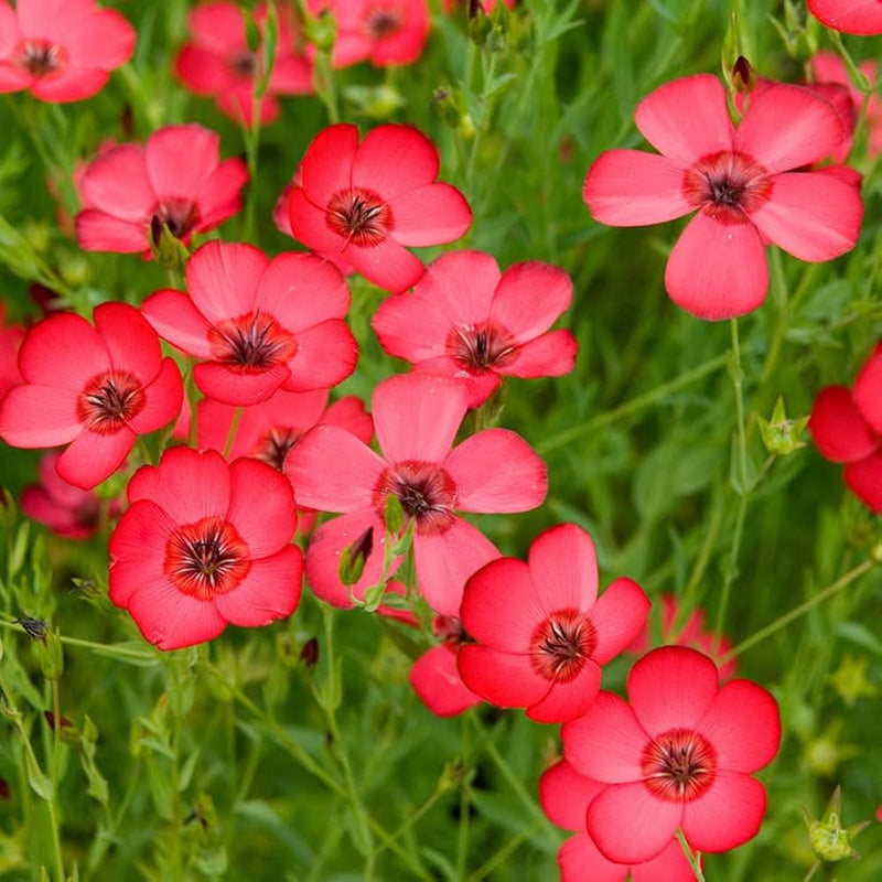 Scarlet Flax Flower seeds for Planting Bright Blooms Heirloom & GMO Free Seeds for Home Garden