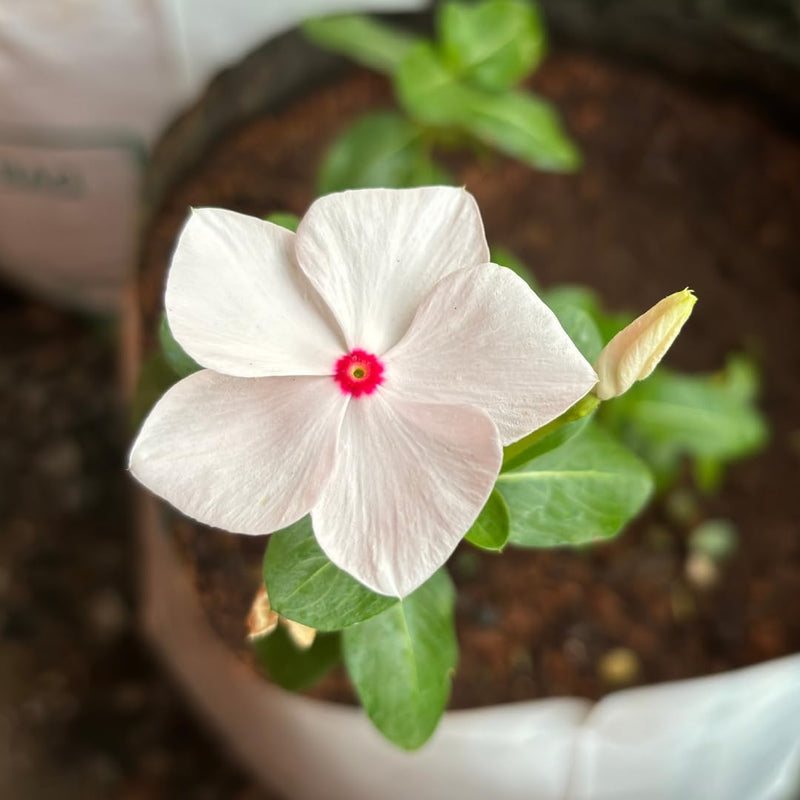 White Pink Periwinkle Flower seeds for Planting - Compact Growth, Heirloom & GMO Free Seeds for Home Garden