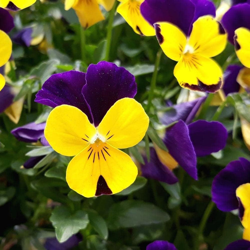 Violet Yellow Pansy Flower seeds for Planting - Bright Blooms, Heirloom & GMO Free Seeds for Home Garden
Sale for planting in home garden.