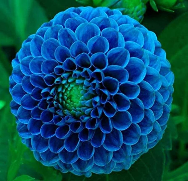 Blue Pompon Dahlia Flower seeds for Planting - Shade Tolerant, Heirloom & GMO Free Seeds for Home Garden