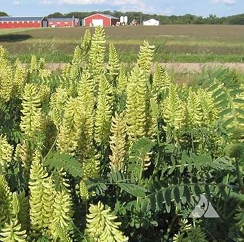 Light Green Astragalus Flower seeds for Planting - Colorful Display, Heirloom & GMO Free Seeds for Home Garden
Sale for planting in home garden.