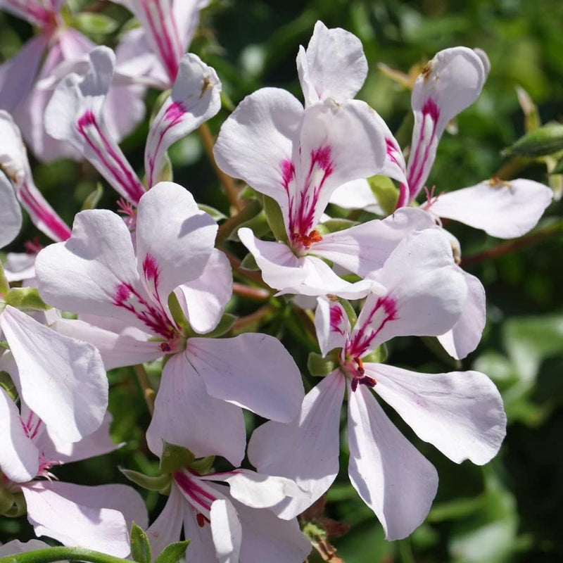 Purple White Geraniums Flower seeds for Planting - Premium Quality, Heirloom & GMO Free Seeds for Home Garden
Sale for planting in home garden
