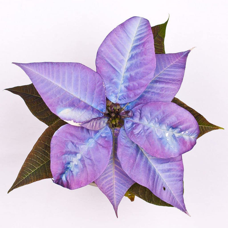 Purple Poinsettia Flower seeds for Planting - Long Bloom Season, Heirloom & GMO Free Seeds for Home Garden
Sale for planting in home garden.
